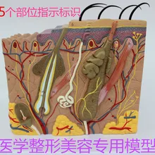 50X человеческая анатомическая кожа Подкожная ткань диссекция медицинская модель школьная больница Обучающие, развивающие принадлежности