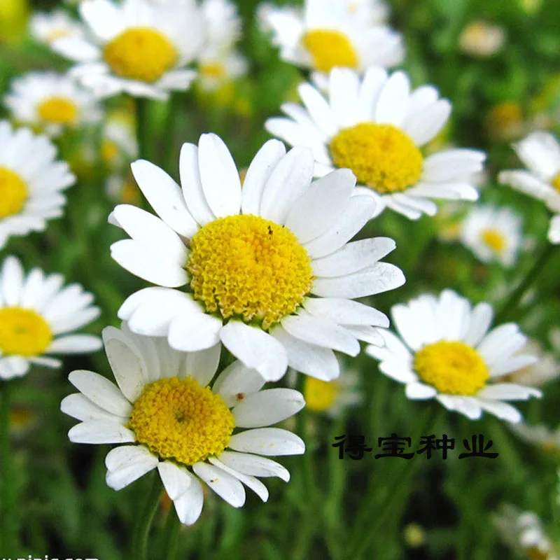 

White Chrysanthemum bonsai White Daisy Flower bonsai Terrace Garden Potted Plant Blend Color View bonsai 100pcs(bai jing ju)