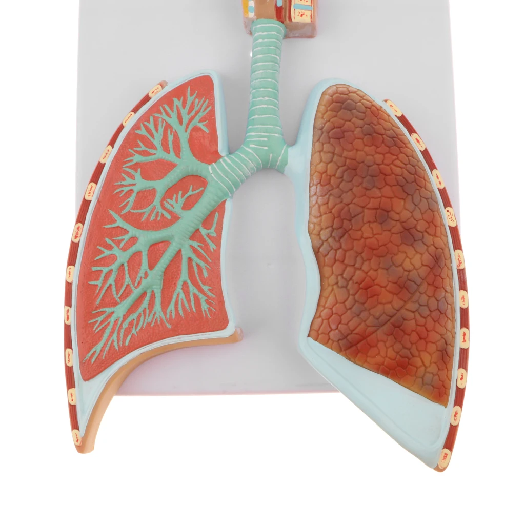 Образовательная анатомическая обучающая Модель-дыхательная система человека с увеличенной альвеолярной моделью лабораторные принадлежности