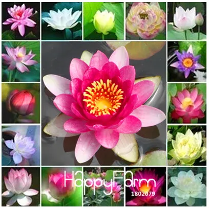 

New Arrival!cheap water lily garden, Bonsai balcony flower, water lily potted plant,20 flores/Pack,#TNDMWD