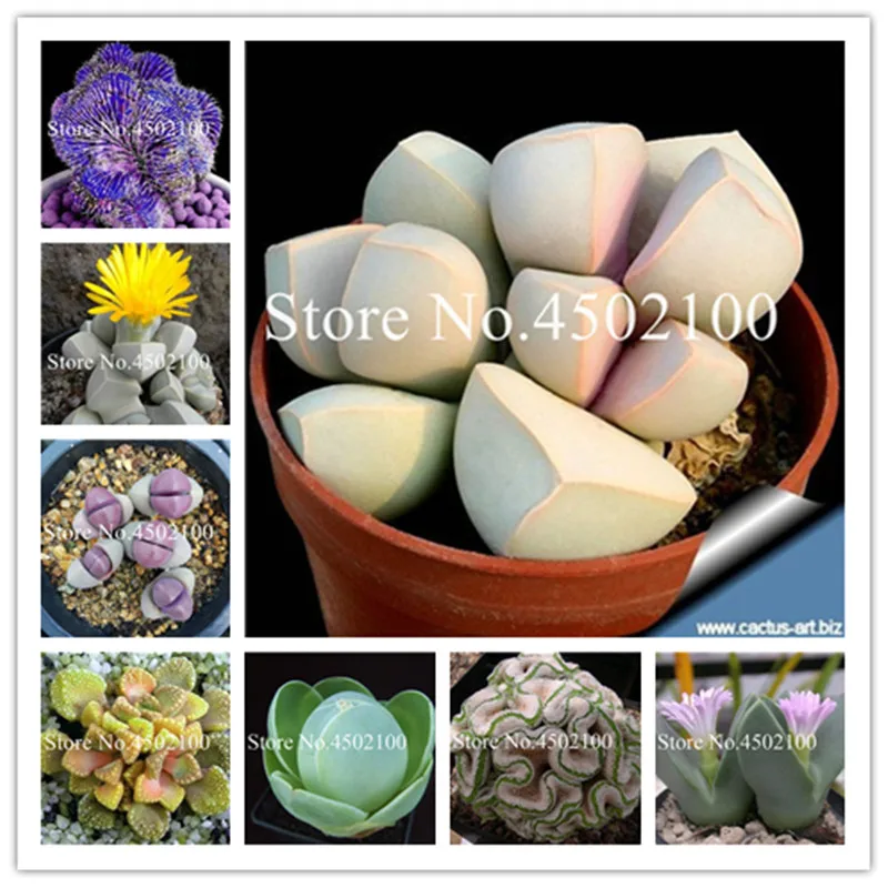 50 Pcs Mixed Lithops Bonsai, Raw Stone Cactus Pseudotruncatella Succulents Stems Tetragonia Potted Flowers Flesh plants