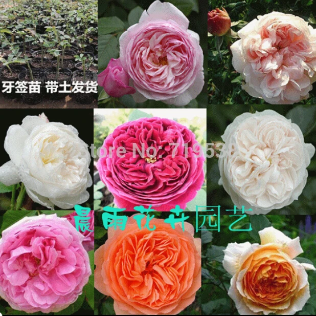 

Climbing roses spend 100 flower bonsai