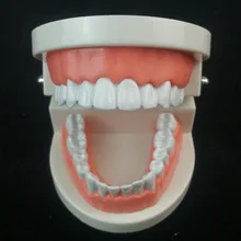 White Teeth Care Mold Adult Teeth Model Standard Dental Teaching Study Typodont Demonstration Too Dental Manekin High Quality White Teeth Care Mold Adult Teeth Model Standard Dental Teaching Study Typodont Demonstration Too Dental Manekin High Quality