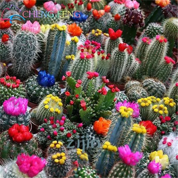 

Sale! 300pcs Rare Cactus plants Japanese Best-selling Succulents plantas Flower Bonsai plants Indoor Flowers Pot