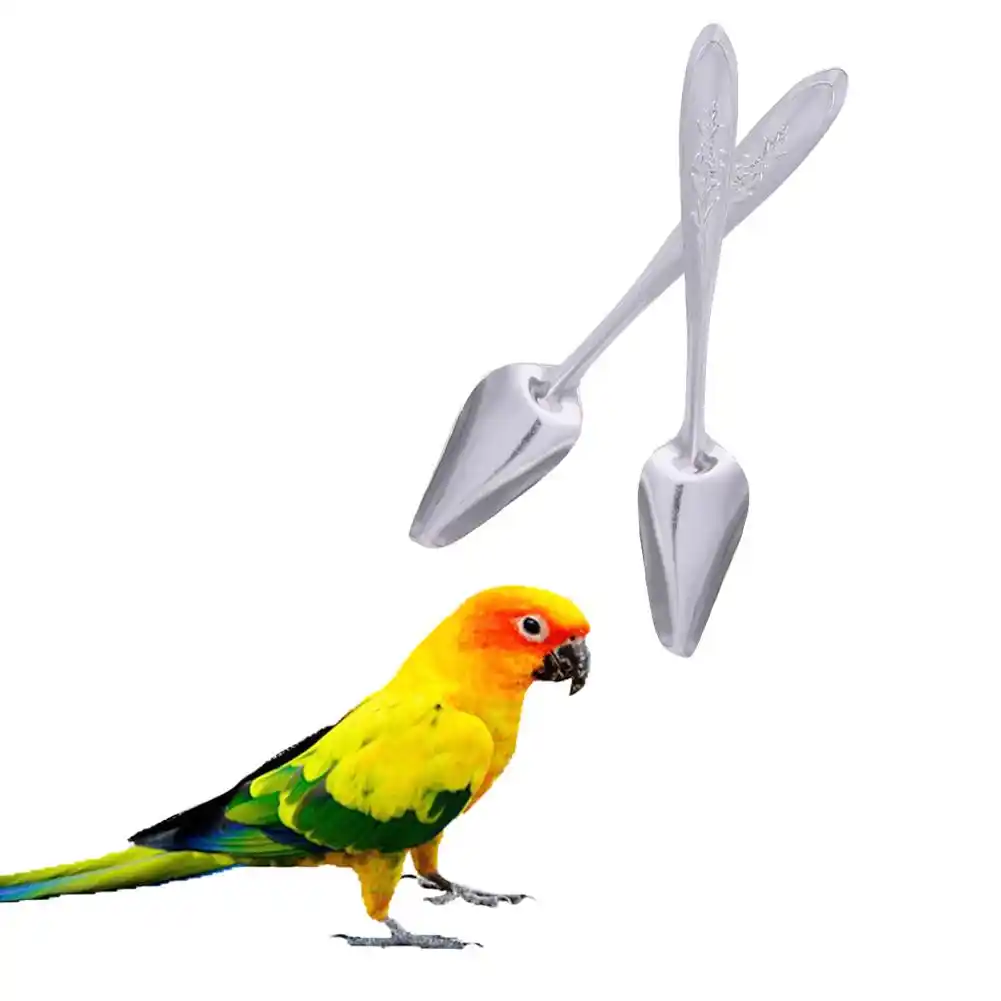 Sesi Memberi Makan Burung Burung Stainless Steel Sendok Makan