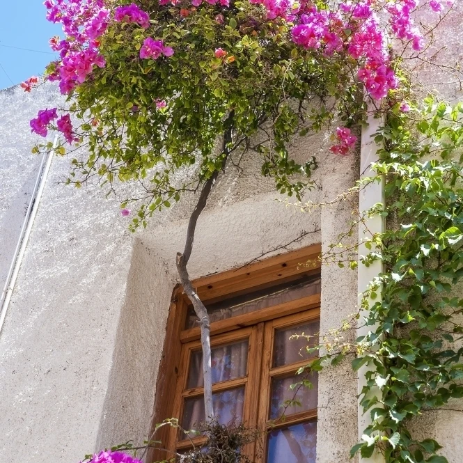 Blossoming flowers and a vine decorate the exterior of house Chania Crete Greece Poster Print (24 x 38) | Дом и сад