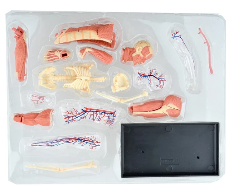 4D собранные человеческие мышцы Anatomy4d мастер головоломка Сборка игрушки