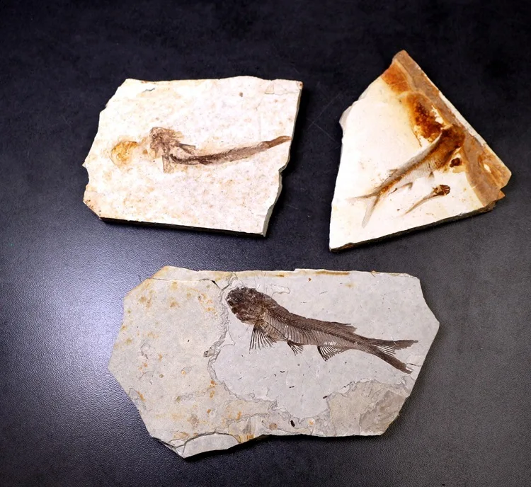 

Natural Paleontology Wolf Fin Fish Fossil Specimen Insect Fossil Teaching Popular Science