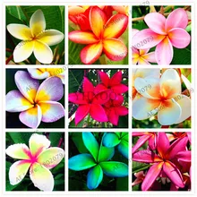 20 шт./пакет разные цвета Frangipani Плюмерия красная Цветок flores, многолетнее растение бонсай растения для дома и садовое насаждение