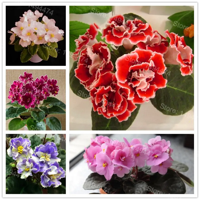 50 Plantas african violet Flores Mixed colors Flower Bonsai Saintpaulia Ionantha Garden bonsai Plant pot Perennial Herb Planten