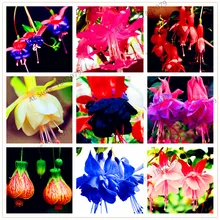 105 шт./пакет разноцветные Фонари цветок flores, фуксия, Hybrida Hort растения, многолетнее растение-бонсай для дома и сада