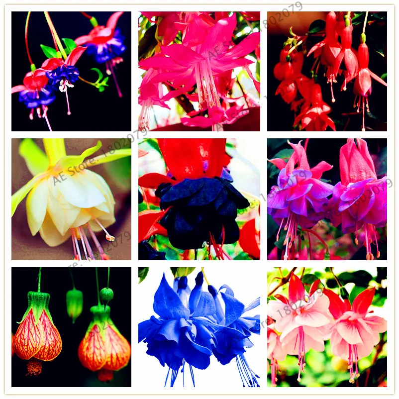 

105pcs/bag mixed color Lantern Flower flores,Fuchsia Hybrida Hort plantas, perennial bonsai plant for home& Garden