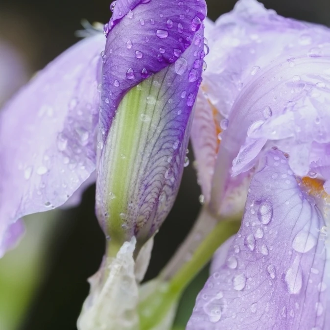 Close up of Iris флаг Квебек Канада постер печать (12x18)|Таблички и знаки| |