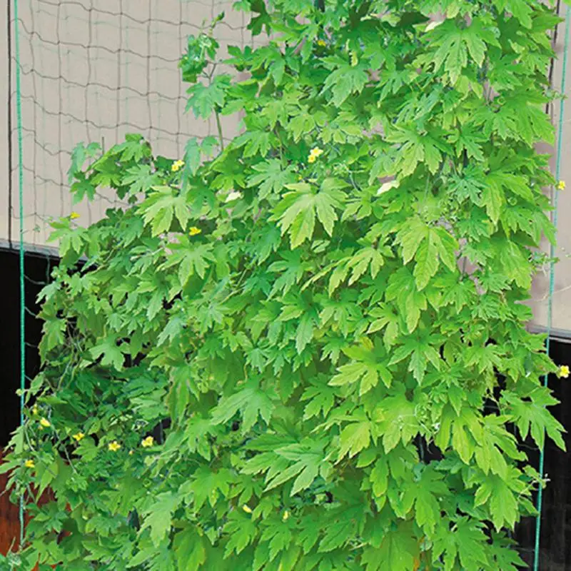 1,8*1,8 м садовая зеленая Экологичная нейлоновая решетчатая сетка поддержка скалолазания фасоли растения сетки растут забор