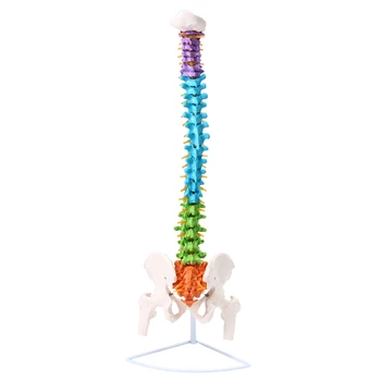 

85cm Life Size Colorful Flexible Anatomical Model Medical Science Human Vertebral Spine Model + Stand Teaching Resources