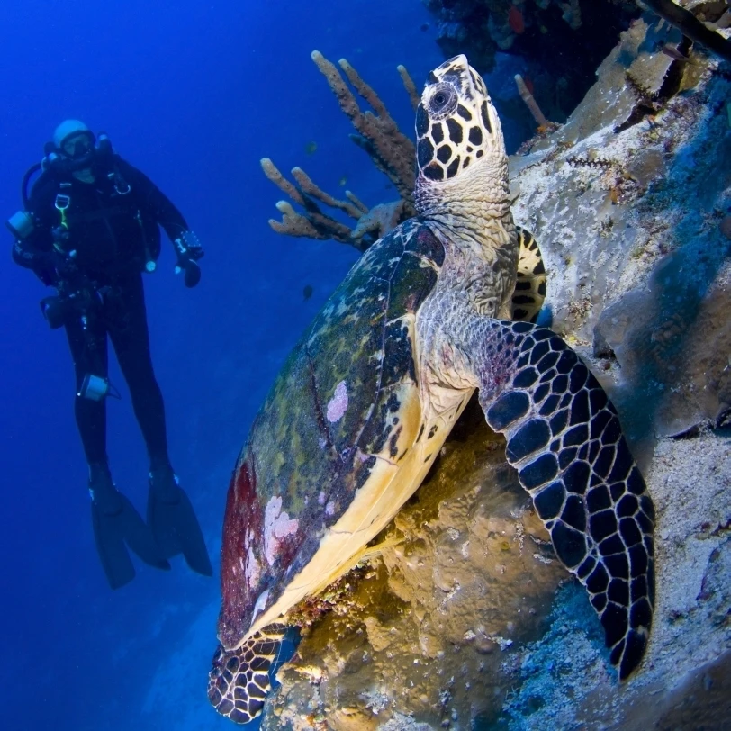 Hawksbill черепаха отдыхает на рифе outcrop Соломоновых Островов плакат печать (15x12) | Дом