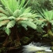 Rainforest Mt. Field National Park Tasmania Australia Poster Print (36 x 12) | Дом и сад