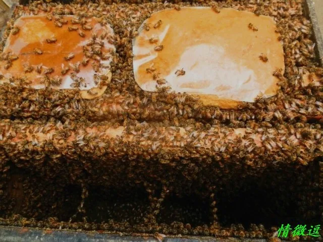 Пыльца лотоса для кормления пчелиная еда 500 gsm/один фунт