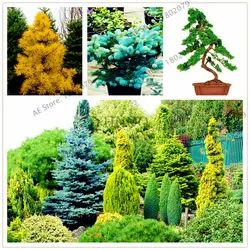 50 шт./пакет Colorado Blue fir flores Blue Spruce plantas Picea дерево в горшке бонсай для внутреннего дворика бонсай растение дерево Планты