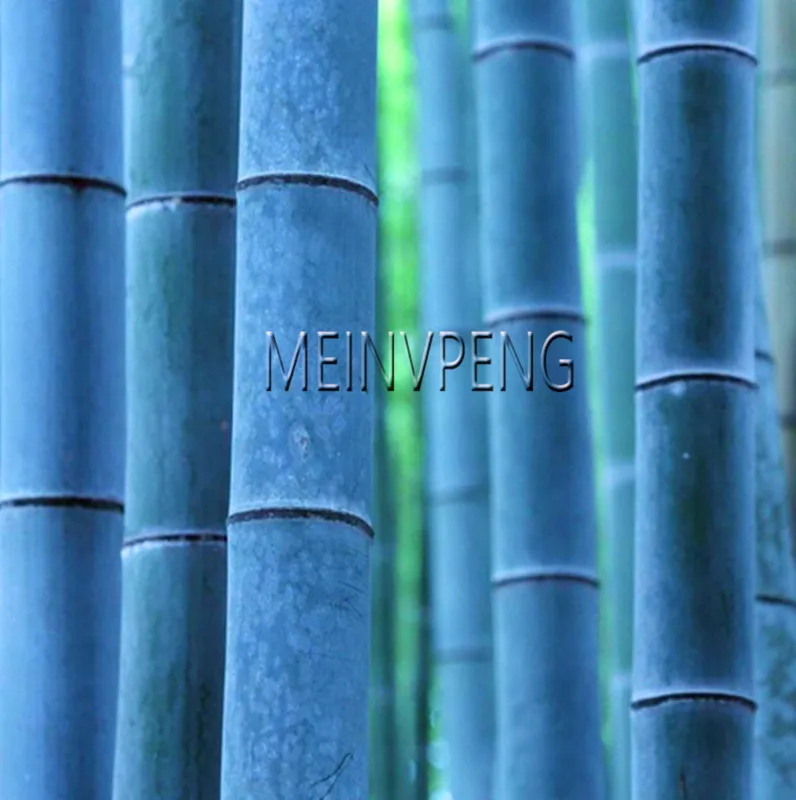 

Big Promotion!Chinese Rare Blue Bamboo bonsai,Perfect Ornamental DIY Home Garden Plant ,Edible Bamboo Shoots,50flores