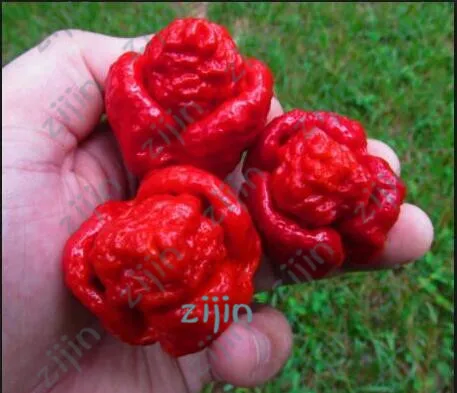 

Super Hot 100% GENUINE 200PCS Red Fresh Carolina Reaper Chilli Pepper bonsai plants