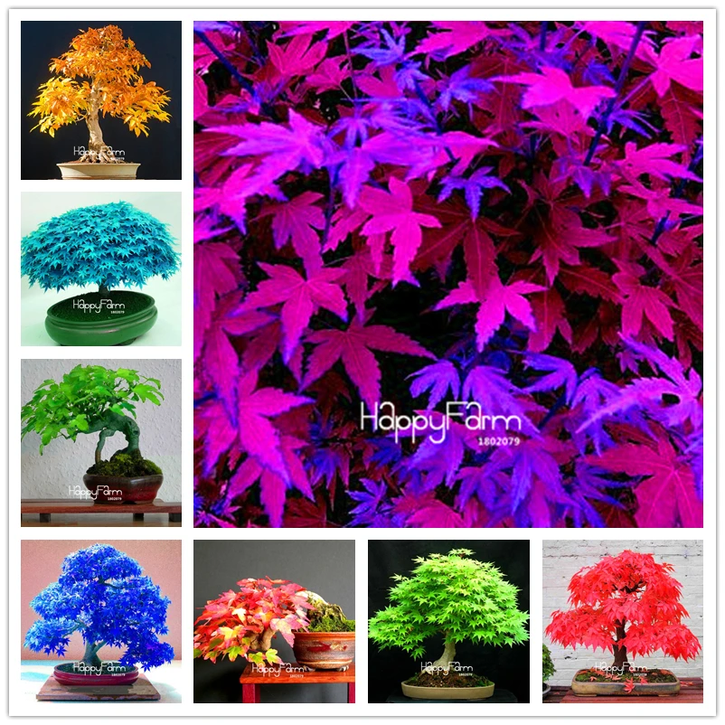 

Time-Limited Promotion!!!30 Pcs/Bag japanese maple tree garden, 13 color mixed mini bonsai tree flower plant +Christmas gift