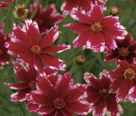 

Sementes Rare Hardy Multi-color Jewel Ruby Frost Coreopsis Flower bonsai, Professional Pack, 20pcs / Beautiful Garden Flowers