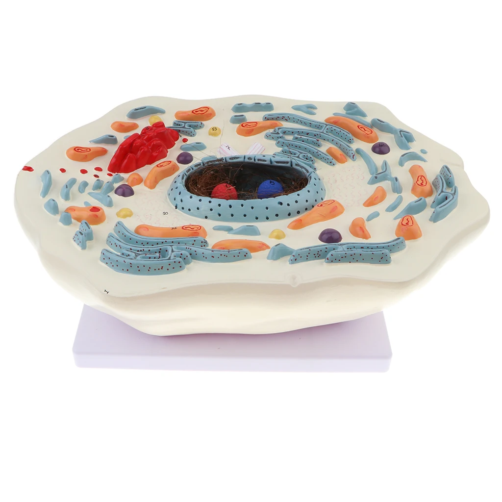 

Magnification 20000X Animal Cell Micro Structural Anatomy Model Biological Learning Display Lab Ornament