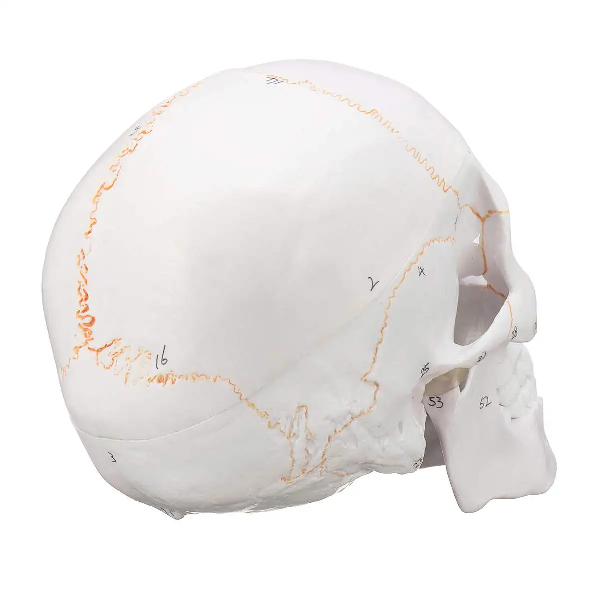  Head Skeleton Skull 1:1 Model Medical Science Teaching Life-size Skull for School Human Anatomy Pre - 32964426443