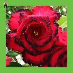 Крови красные лепестки Desert Rose Растения Сад Бонсай для балкона в горшке растений 1 шт. Аутентичные цветы растения бонсай многолетний сад