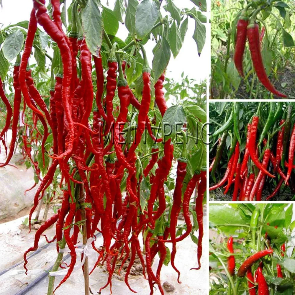 

Big Sale!200 Plantas Giant Spices Spicy Red Chili Hot Pepper Flores Plants potted bonsai garden courtyard balcony plant Plante
