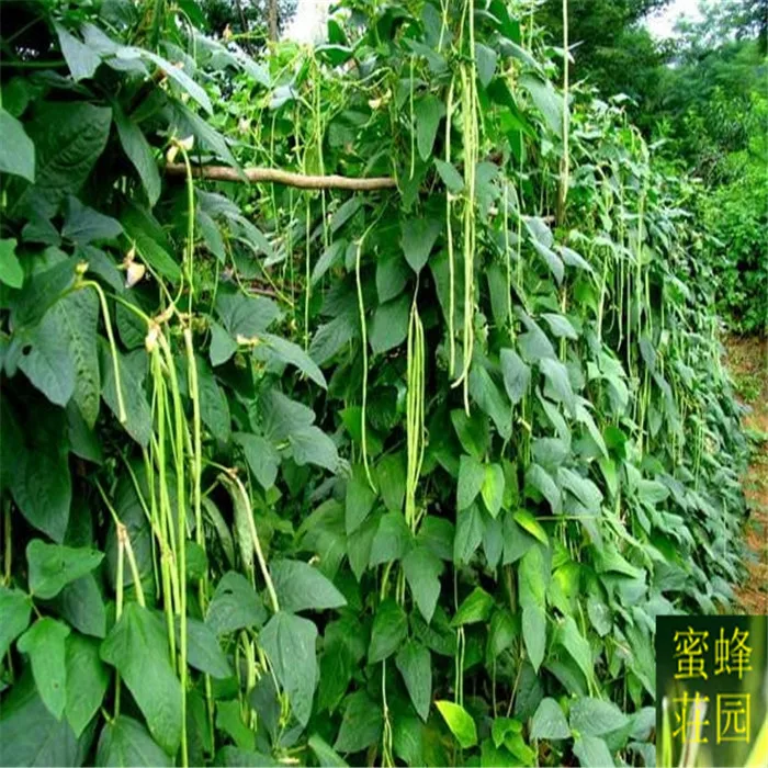 

Vegetable bonsais Long Bean bonsais 10pcs