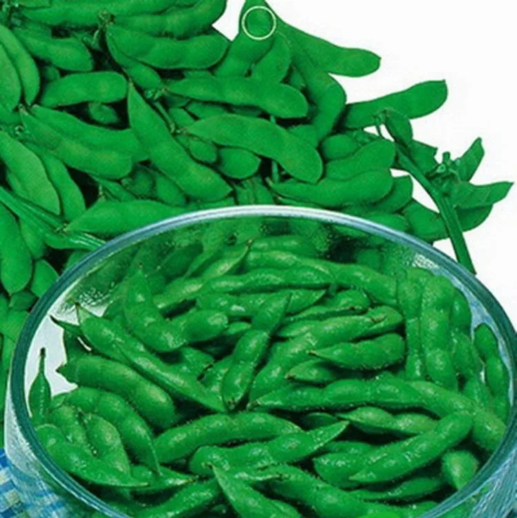 

Soya Bean Plant Courtyard Vegetable Balcony Garden Decoration 20pcs