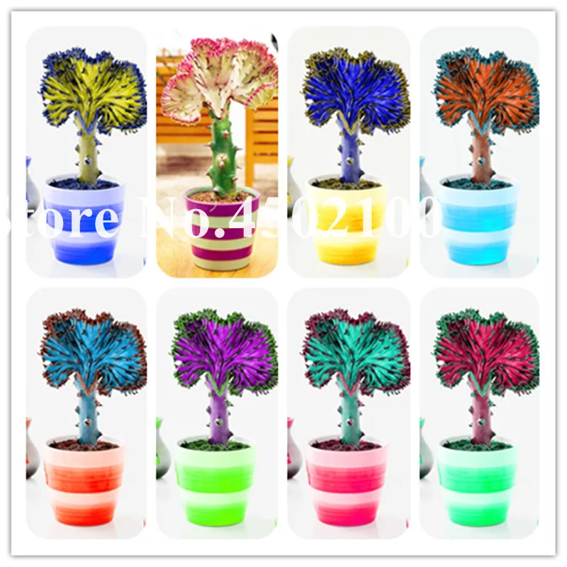 

200 Pcs Rare Shape Spurge Bonsai, Indoor Succulents Bonsai Plant Flowers Indoor Fleshier plants For Home Garden Mix Colors