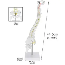 Используется для массажа, йоги и т. д. 45 см Гибкая 1:1 взрослых поясничного изгиб позвоночника модель людей Скелет с спинальный диск Модель