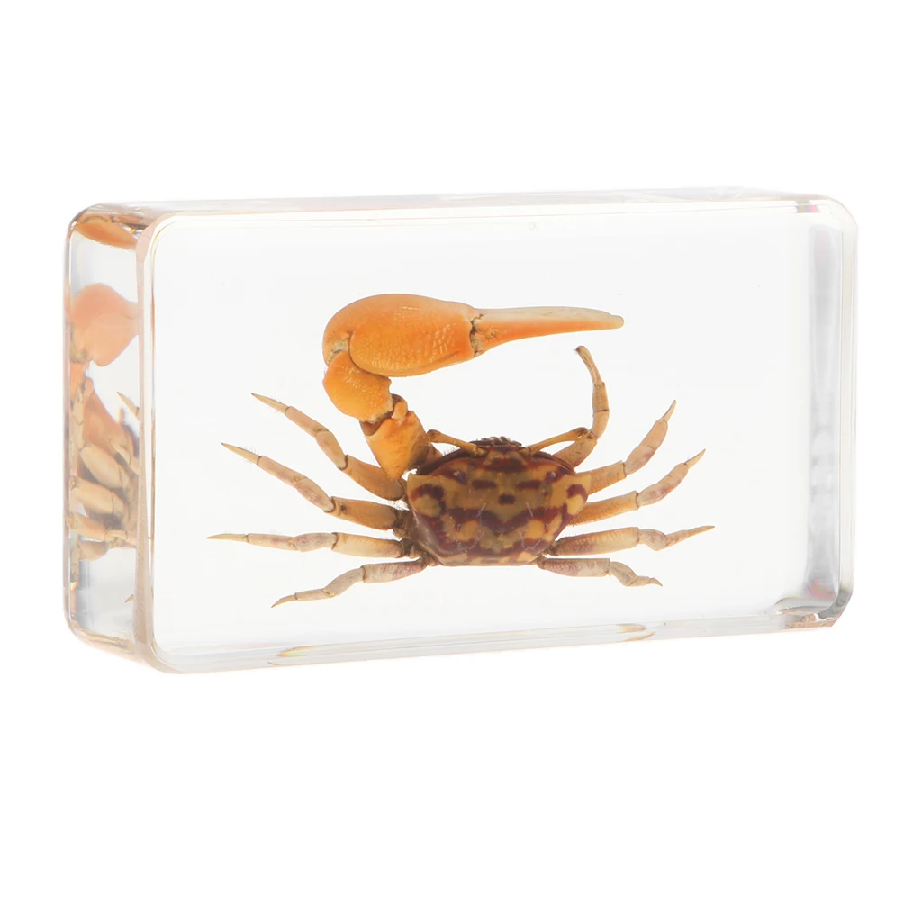 

Real Animal Specimen Creative Paperweight Collection Gift - Fiddler Crab