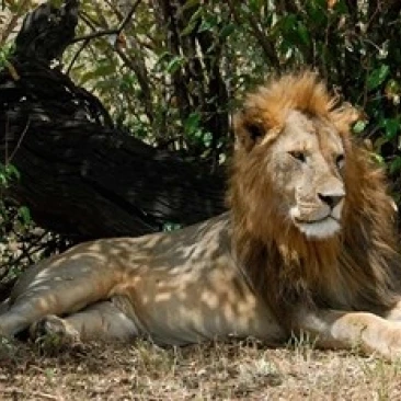 Kenya Masai Mara Game Reserve lion in bushes Poster Print by Alison Jones (34 x 23) | Дом и сад