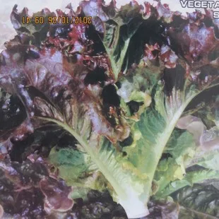 

Hamburg Sushi Ya Shi Fengming nutrition food wholesale selling vegetable bonsai 100pcs