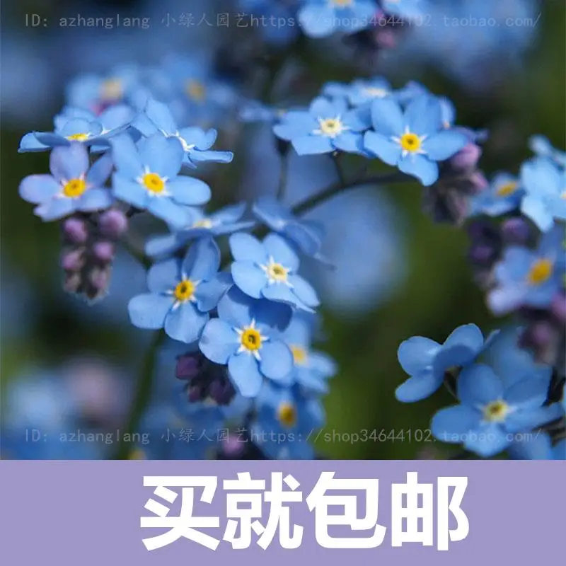 

Forget-me- flower bonsais free shipping flowers potted plants easy to plant flowers sowing seasons indoor balcony meaty 10pcs