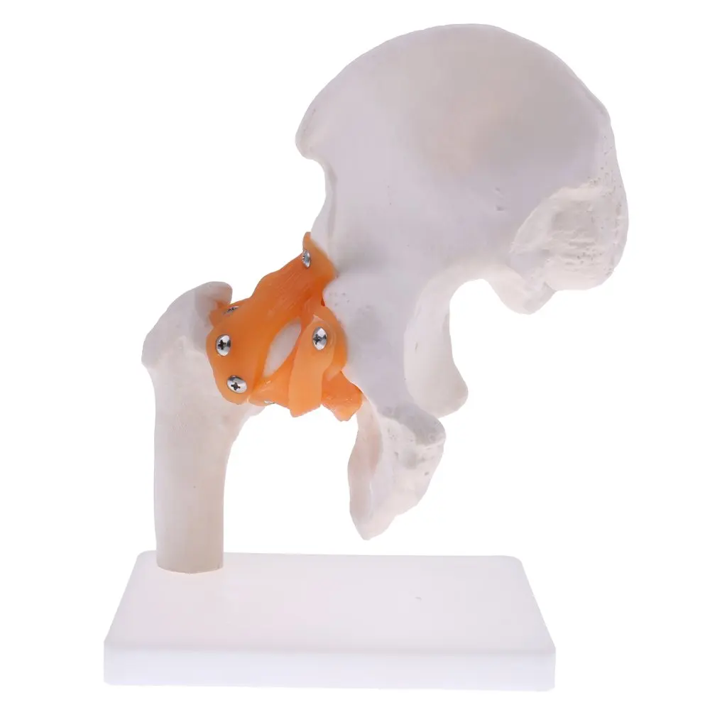 

1: 1 Human Hip Joint Skeleton Simulation Model Anatomical Model for School Teaching Tool Learning Display Lab Supplies