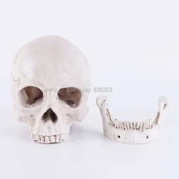 

Human Skull Resin Replica Medical Model Lifesize anatomy skeleton dental anatomical brain anatomia Exploded skull