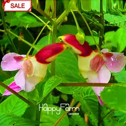 Лучшие продажи! Китай редкая недотрога попугайная Цветочная растительность миры редкий высококачественный домашний садик бонсай плантас