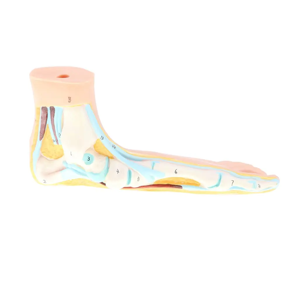 

1: 1 Human Flat Foot Model with Ligaments Bones Muscles Anatomical Model for School Teaching Tool Learning Display Lab Supplies