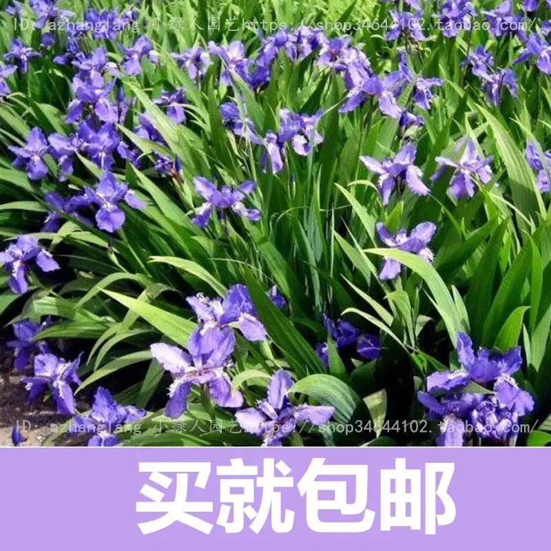 

Iris flower flowers potted plants flower bonsais free shipping Yi bonsai sowing seasons indoor balcony meaty 10pcs