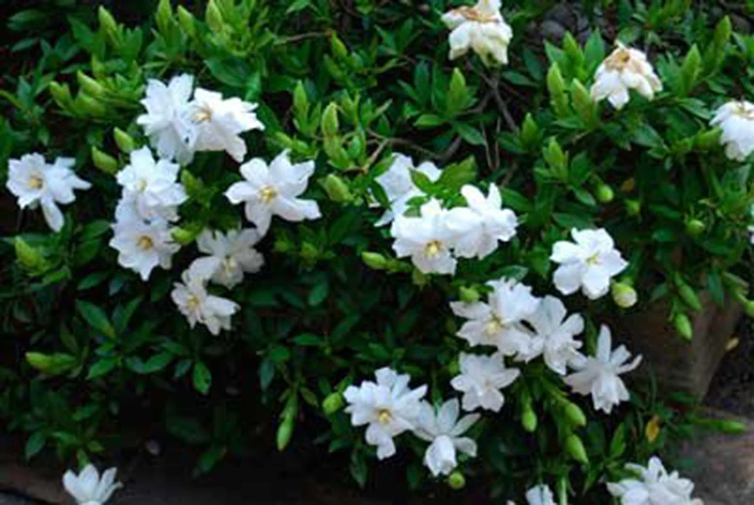 New Seedsflower Gardenia Bonsai Potted Plant 100 PCS Garden Flower Seedsplants Outdoor Decor Flower Pot Wholesale New Seedsflower Gardenia Bonsai Potted Plant 100 PCS Garden Flower Seedsplants Outdoor Decor Flower Pot Wholesale
