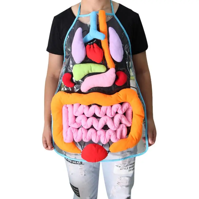 

Educational Toys For Children Anatomy Apron Human Body Organs Awareness Preschool Science Home School Teaching Aids
