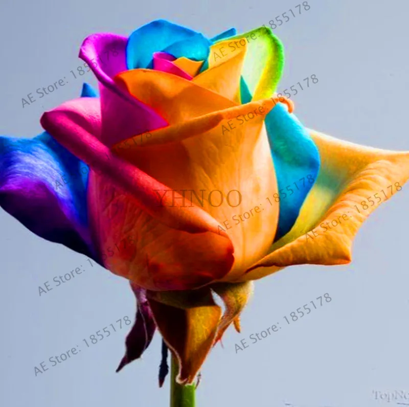 

New Arrival!120 Pcs/pack Rare Holland Rainbow Rose Plants Flower Home Garden rare rainbow rose flower Bonsai Easy to grow,#KOZV