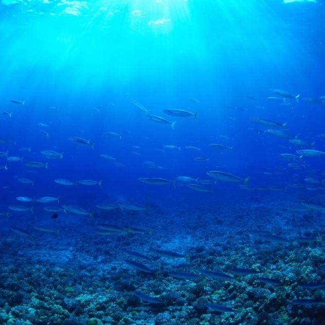 Hawaii Mackerel Scad Opelu (Decapterus Macarellus) School In Blue Ocean