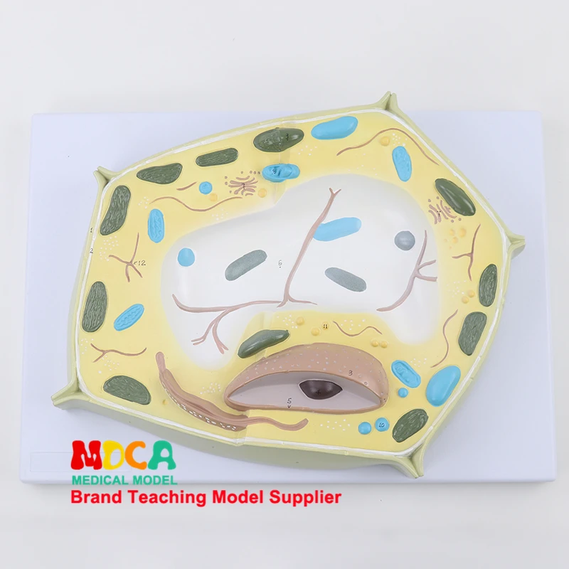 

Magnification of Plant Cell Model Microscopic Specimens in the Teaching of Biological Model Medicine MZWXB001