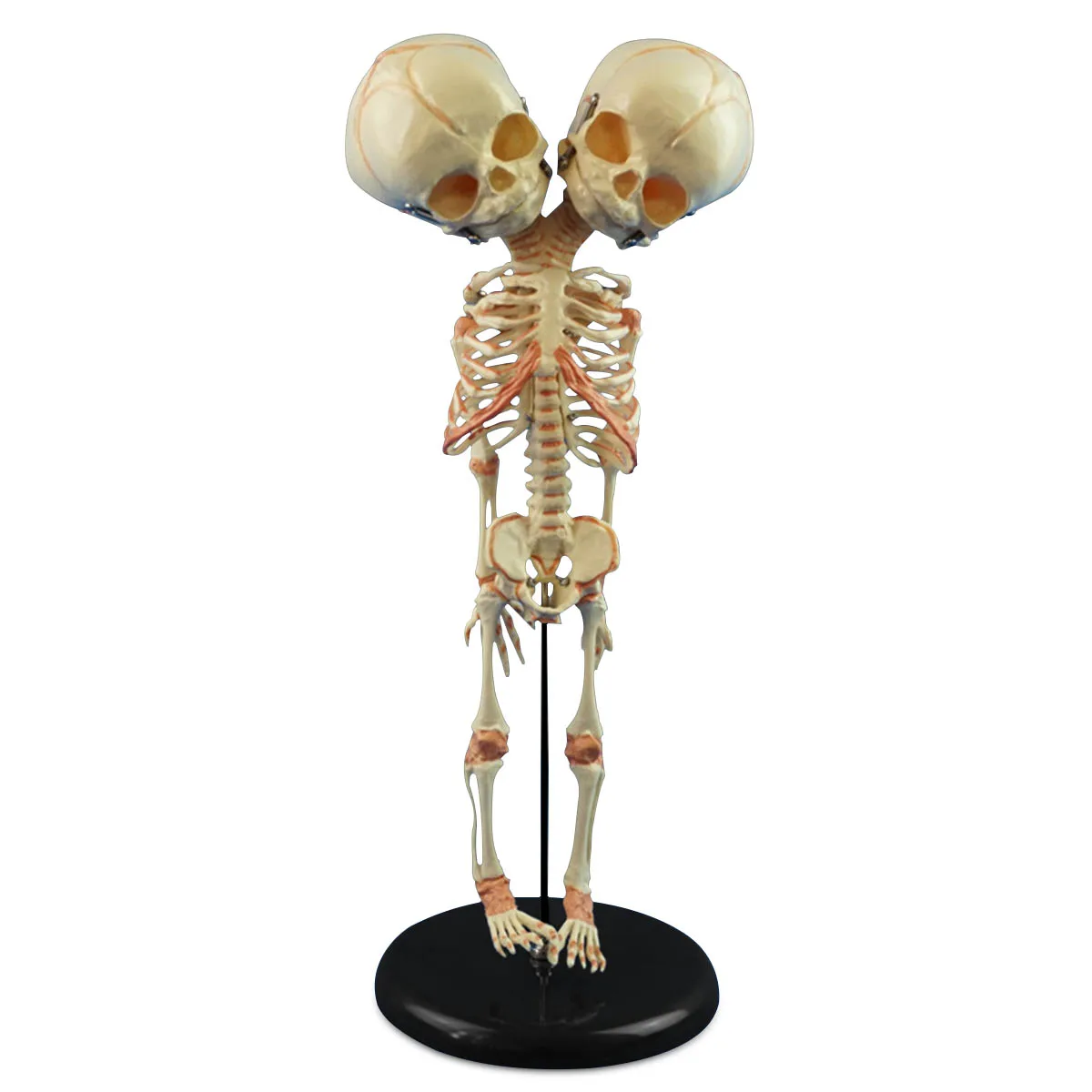 

13*15*37CM Human New Double Head Baby Anatomy Skull Skeleton Anatomical Brain Anatomy Education Model Anatomical Study Display